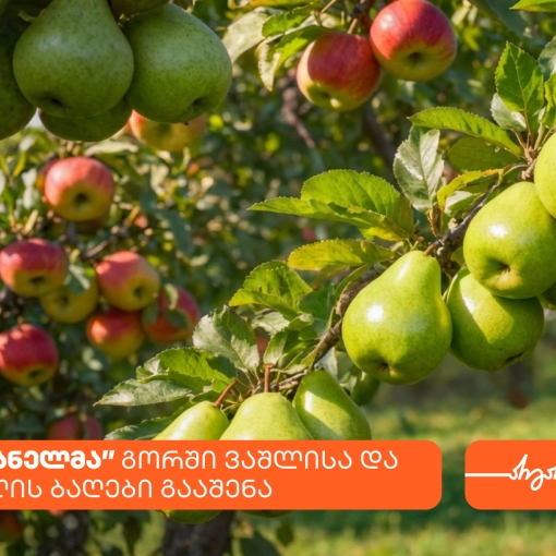 კომპანია სავანელმა გორში ხეხილის ბაღები გააშენა - მხარდამჭერი საქართველოს ბანკია