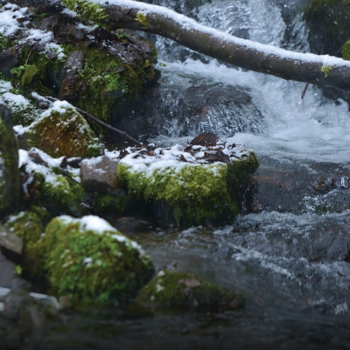 საირმეში დათევზიანების მეორე ეტაპი დასრულდა - მდინარე წაბლარასწყალში წითელწინწკლებიანი კალმახის ქვირითი გაუშვეს
