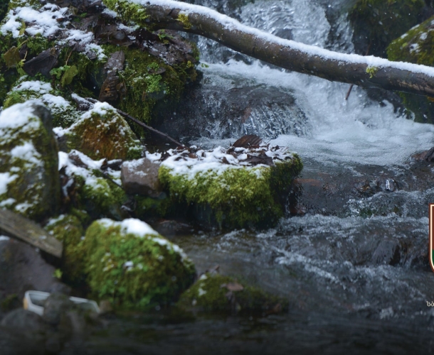 საირმეში დათევზიანების მეორე ეტაპი დასრულდა - მდინარე წაბლარასწყალში წითელწინწკლებიანი კალმახის ქვირითი გაუშვეს