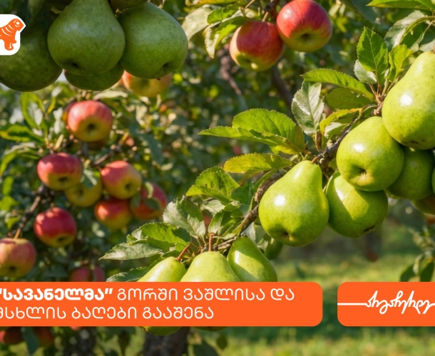 კომპანია სავანელმა გორში ხეხილის ბაღები გააშენა - მხარდამჭერი საქართველოს ბანკია