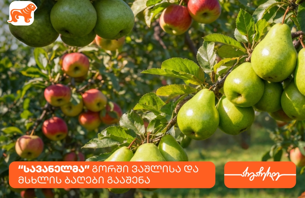 კომპანია სავანელმა გორში ხეხილის ბაღები გააშენა - მხარდამჭერი საქართველოს ბანკია