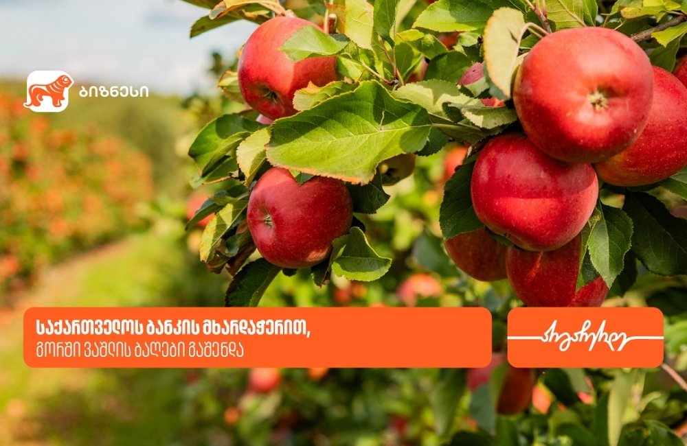 “ვაშლის აგრობაღებმა“ გორში 47ჰა-ზე ბაღები გააშენა - მხარდამჭერი საქართველოს ბანკია