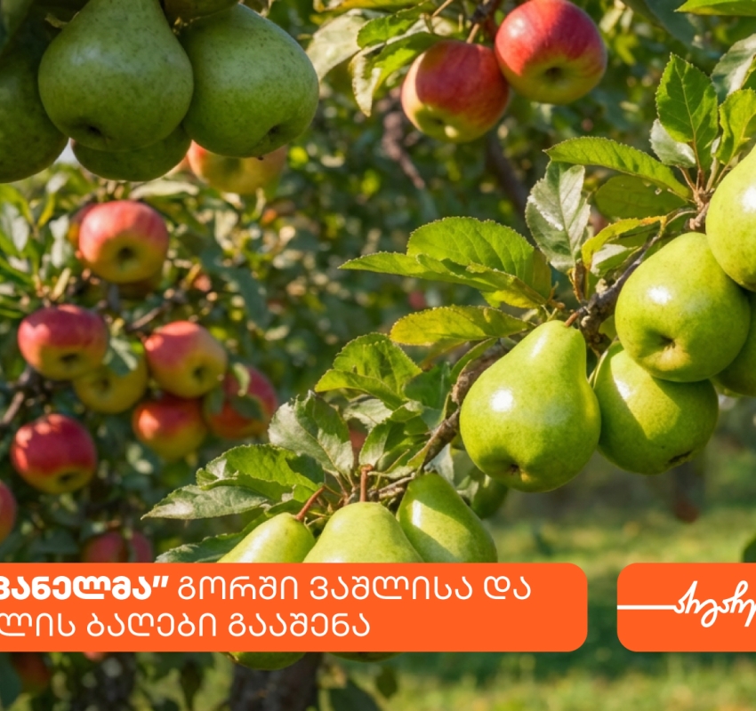 კომპანია სავანელმა გორში ხეხილის ბაღები გააშენა - მხარდამჭერი საქართველოს ბანკია