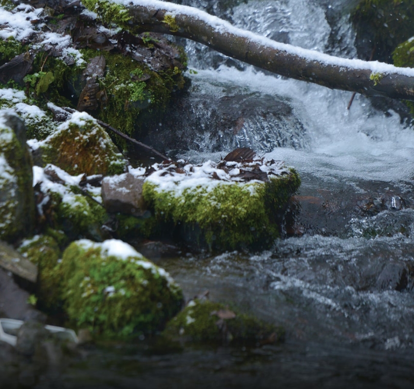 საირმეში დათევზიანების მეორე ეტაპი დასრულდა - მდინარე წაბლარასწყალში წითელწინწკლებიანი კალმახის ქვირითი გაუშვეს