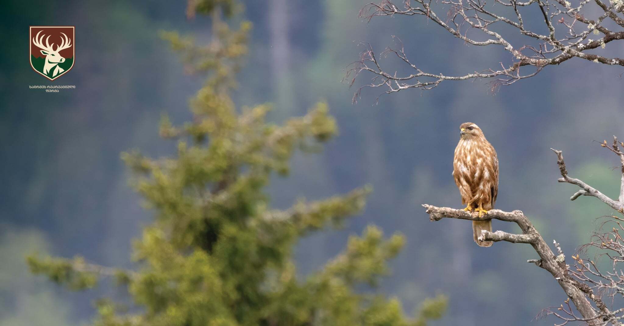 ფრინველთა ხმებით სავსე სიმშვიდე - „საირმეს რეკრეაციული ფერმა“ ლევან ...
